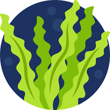 seaweed-organic-vietnam-mekong-river-company